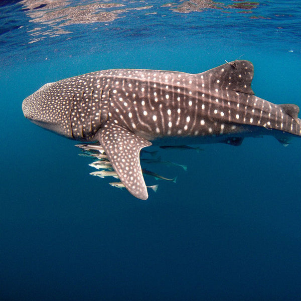 Tournée de requin baleine